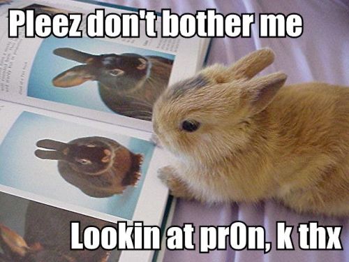 bunny-porn